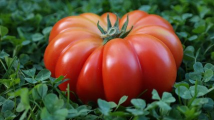 Лучшим временем для полива они считают раннее утро