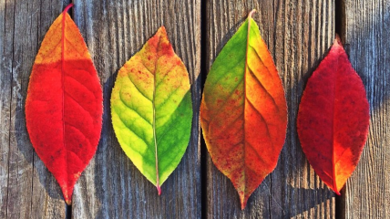 Как объяснить ребенку, почему листья на деревьях меняют цвет 