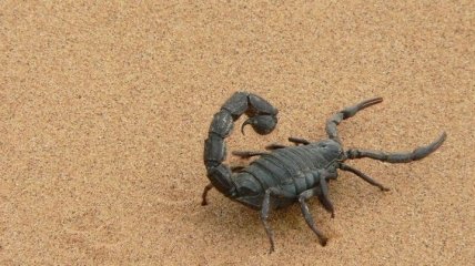 Могли обитать и под водой, и на суше: найден "прародитель" скорпионов
