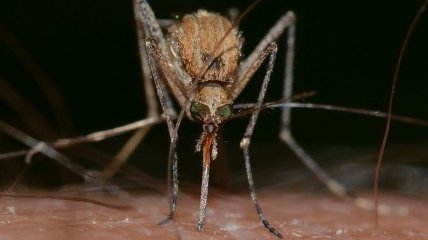 Боремся с насекомыми: какая музыка отпугивает комаров