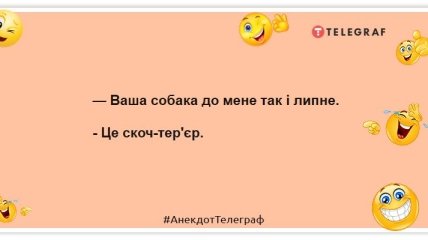 Господа, а как будет чи-хуа-хуа во множественном числе? Уморительные шутки про собак