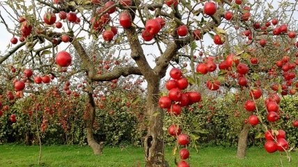 Польша обогнала Молдову по поставкам яблок в Украину