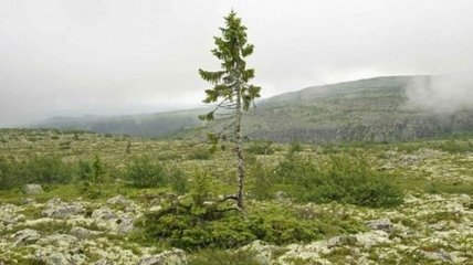 Ученые обнаружили самое старое дерево, которому около 9500 лет 