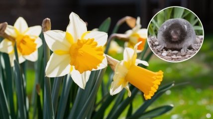 Некоторые растения опасны для кротов