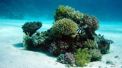 Серьезная проблема: среда обитания кораллов может быть уничтожена