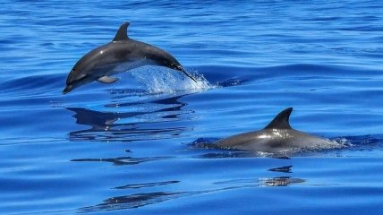 В Индийском океане уничтожено около 90% популяции дельфинов