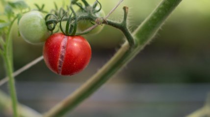 Трещины в помидорах могут привести к плесени