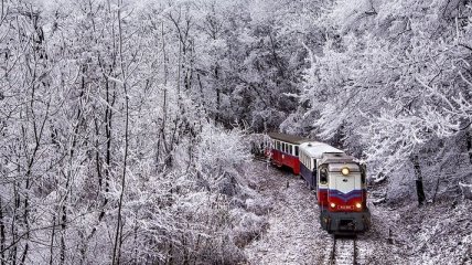 Сказочная красота зимнего леса (Фото)