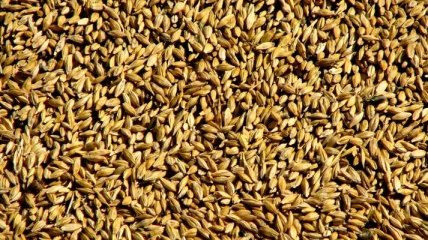 Правительство позволит экспортировать 5,5 млн тонн зерна 
