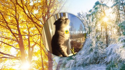 Кот наслаждается теплом