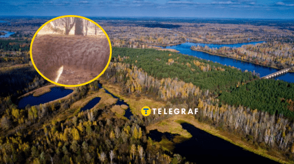 В Чернобыльском заповеднике увидели редкого хищника