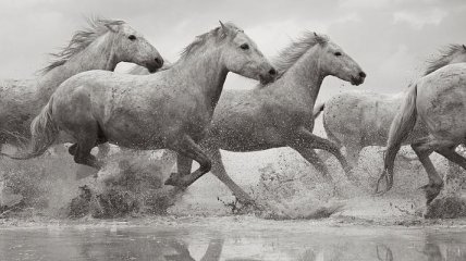Благородные белые лошади в французском фотопроекте (Фото)