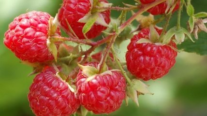 Медики назвали ягоду, которая поможет нормализовать уровень сахара в крови