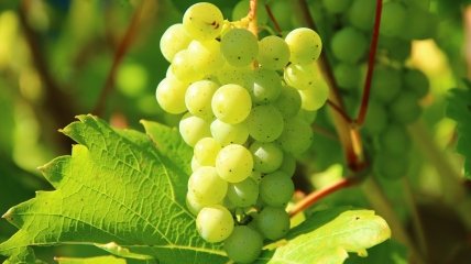 Як доглядати виноград влітку — лайфхакі