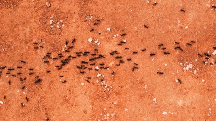 Уксус действует как естественный репеллент, отпугивая  муравьев