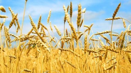 Украинские аграрии намолотили 33,4 млн тонн зерновых