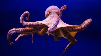 Интересные факты о осьминогах, которые Вас удивят 