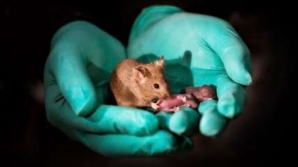 Ученым удалось получить потомство от однополых мышей 