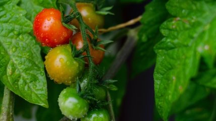Как вырастить большой урожай томатов