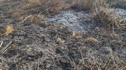 В Полтавской области второй день горит торфяник
