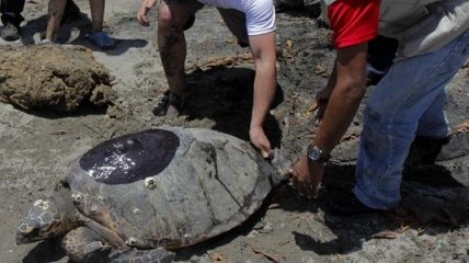 Американские палеонтологи нашли в Колумбии древнейшую черепаху
