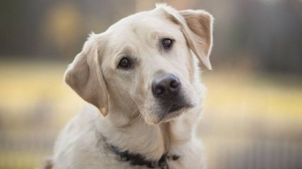 Самое умное животное: собака отчаянно просит прощения (Видео) 