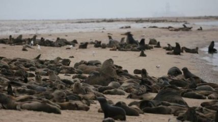 Очередная экологическая катастрофа: в Намибии погибли тысячи тюленей