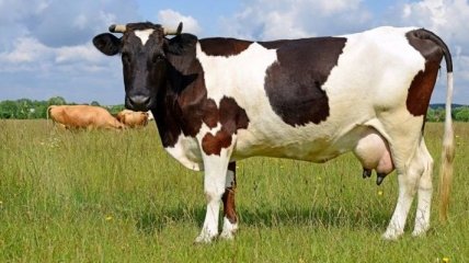 В Бразилии нашли необычный способ сделать коров счастливыми
