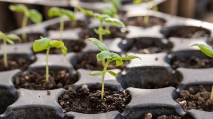 Глобальне потепління і розсада: чи варто садити насіння раніше відведеного терміну?