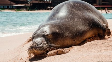 Туристка решила погладить тюленя и едва избежала укуса: теперь ей грозит огромный штраф (видео)
