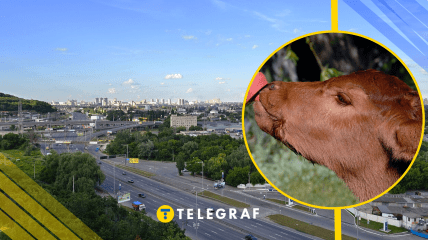 Теличка, иллюстративное фото