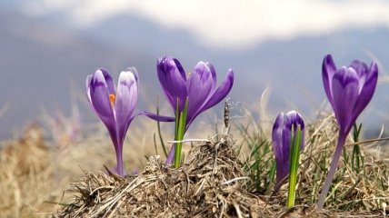 В Карпатах расцвел редкий цветок, извещающий о весне