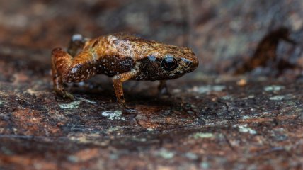 Brachycephalus dacnis