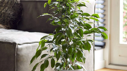 Фикус – очень красивое комнатное растение