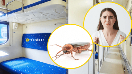 Тараканы "маршировали" по стенам вагона