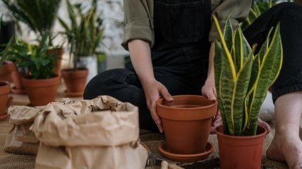 Зачем пересаживать комнатные растения осенью - причины
