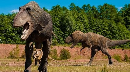 Марафонцы: тираннозавры занимались "спортивной ходьбой"