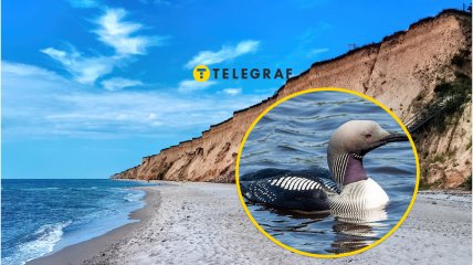 Унікальний птах України