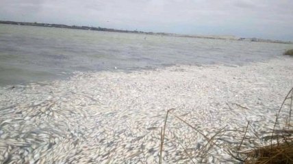 На Херсонщине выясняют причины массовой гибели рыбы