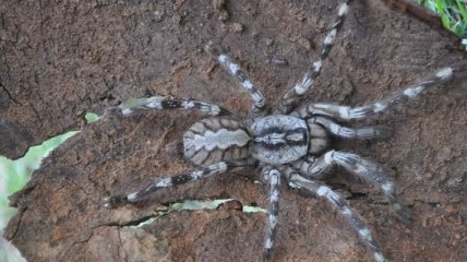 Ученые обнаружили тарантула размером с человеческую голову 