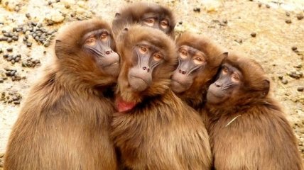 Пожилые обезьяны оказались социопатами