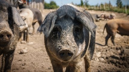 В Японии обнаружили свиной грипп: Экспорт свинины приостановлен 