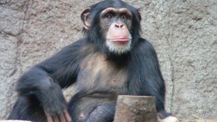 Шимпанзе умеют отличать хорошие и плохие поступки