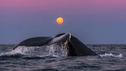Профессор-биолог делает невероятные снимки гренландских китов (Фото) 