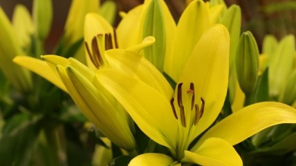 Роскошный цветок на любой клумбе - лилия