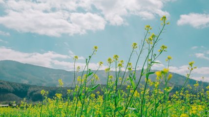 Какой сегодня праздник в Украине — Юлиана Тарсийского