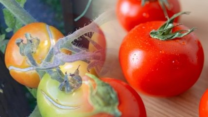 Чому помідори тріскаються — три причини