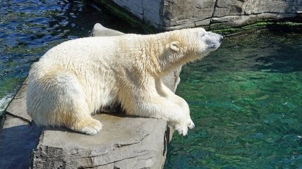 В Венском зоопарке родился белый медвежонок