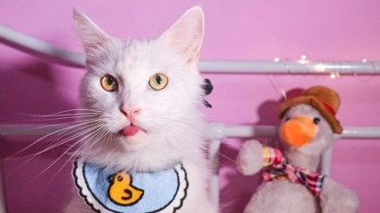 Более 50 тысяч фолловеров: кот Бросси из Сингапура - новая звезда в Instagram (фото, видео)