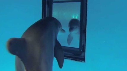 Ученые установили, что дельфины узнают себя в зеркале раньше человеческих детей